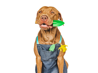 Cute brown puppy and a garden shovel. Close-up, indoors. Studio shot. Concept of care, education, obedience training and raising pet