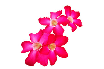 Wall Mural - Desert rose flowers blooming isolated on transparent background  with clipping path and make selection. Beauty in nature, Tropical plant, pink flora, Adenium and Bouquet of flora, png transparency.