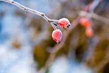 Red Rose Hip With Ice In Winter