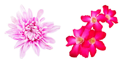 Wall Mural - Desert rose and Chrysanthemums flower blooming isolated on transparent background with clipping path. Beauty in nature, Tropical plant, pink flora, Adenium and Bouquet of flora. png with transparency
