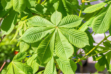 Wall Mural - green chestnut leaves in beautiful light. spring season, spring colors.