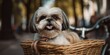 Shih Tzu dog have fun bicycle ride on sunshine day morning in summer on town street Generative AI