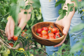 Wall Mural - Woman farmer picking ripe cherry tomatoes of the garden. Organic tomatoes. Health food. Selective focus.