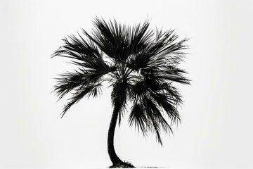  Black silhouette of a palm tree on white background. Generative AI