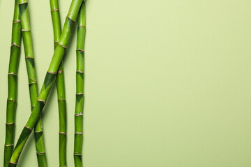  Concept of tropical and summer plant - bamboo