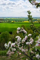 Wall Mural - Tree with white flowers on a hill overlooking the flat farmland landscape of Skåne Sweden