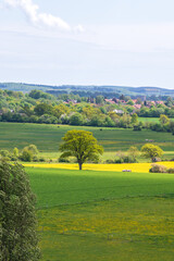 Wall Mural - Single tree in green and yellow farm fields in Skåne Sweden during spring