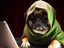 Cute Pug Dog With Hoodie. Concept Of Hacker, Busy Pet Or Work From Home.