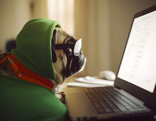Busy Pug Dog. Concept Of Hardworking Or Work From Home.