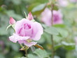 Beautiful dew on petals of pink roses, close-up, macro lens shot
