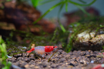 Wall Mural - a pregnant red rili shrimp in aquarium