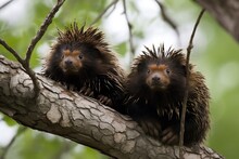A Pair Of Porcupines In A Tre