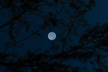 Wall Mural - full moon on sky with tree branch silhouette at night.