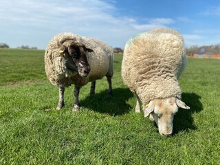 Two sheep on a green meadow in good weather