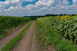 Summer Landscape with earth road beetwen flowering sunflowers and maize fields in Ukraine