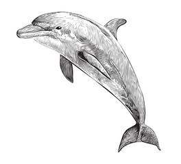 Dolphin sketch hand drawn in doodle style illustration