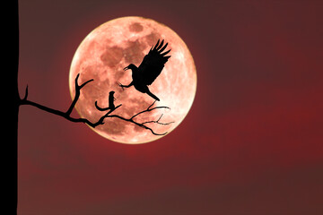 Wall Mural - Silhouette of a crow catching a squirrel on a tree branch with its claws on a branch during a red full moon night.