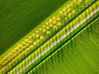 Poster - Aerial view of the field, trees and road. Landscape from a drone. Light and shadow. Natural background from drone. View from above. Agriculture.