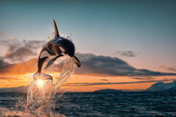 Wall Mural - killer whale aka orca leaping from sunset ocean water with splashes, norway fjord at background