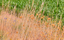 Field Of Beautiful Dry Yellow Grass Close-up And Blured Green Background