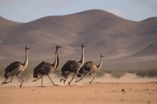 A Group Of Ostriches Running Across A Desert Landscap