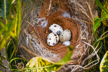 Bird Nest On Tree Branch With Three Eggs Inside, Bird Eggs On Birds Nest And Feather In Summer Forest , Eggs Easter Concept