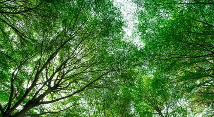 Wall Mural - bottom view of tree with green leaves and branches in tropical forest. fresh environment in park. gr