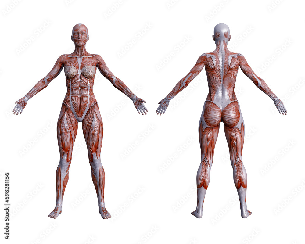 Physical Body anatomy of human body 3d render Stock Illustration | Adobe Stock