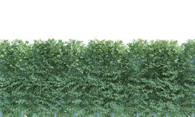 Poster - Hornbeam bush shrub alpha channel png front view