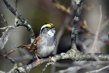 Wall Mural - Close up of a White-throated Sparrow singing as it sits perched on a branch in the forest