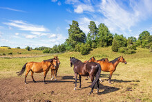 Horses In A Paddock In The Countryside