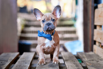 Wall Mural - Blue red fawn French Bulldog dog puppy wearing blue bow tie