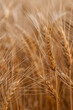 © Tetra Images - Close-up of wheat growing in field