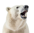 Isolated polar bear roaring on transparent background cutout , Generative AI