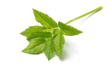 Canvas Print - Fresh green twig of ground elder close upisolated on white background