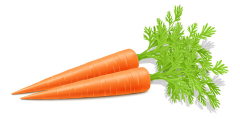 Wall Mural - fresh carrots with green stems, isolated on white. side view. close up. realistic 3d vector illustra