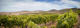 Fototapeta  - Scenic photo over vineyards in the Western Cape of South Africa, showcasing the huge wine industry of the country