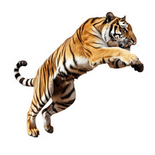 Tiger Jumping Isolated On White