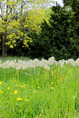 Wall Mural - English spring landscape - British landscape