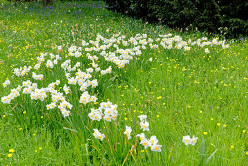 Wall Mural - English spring landscape - British landscape