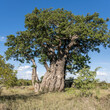 big Baobab tree in shrubland at Kruger park, South Africa