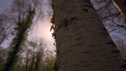 Wall Mural - The thin paper bark of a silver birch tree in sunlight