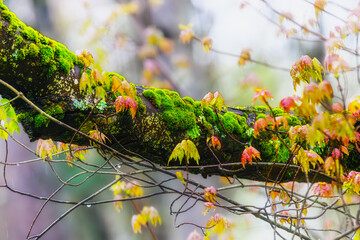 Wall Mural - Bright green moss growing on the dead branch in the woods with a colorful background adds to the scene.  The forest is painted in many hues this warm Spring day in Upstate NY.