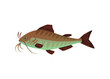 Catfish a freshwater or marine fish flat cartoon vector illustration isolated.