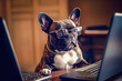 © VicenSanh - programmer dog with sunglasses on laptop, generative ai