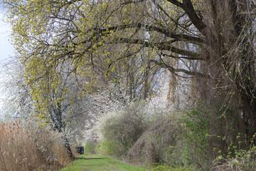 Wall Mural - tree in the forest