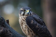 A merlin bird of prey on a branch in close up created with generative AI technology.