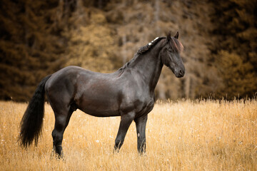 Wall Mural - Portrait of a black horse outdoors