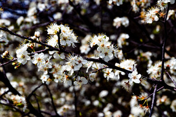 Wall Mural - spring time in arbor hills nature preserve, plano texas