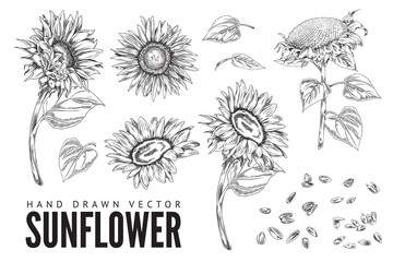 Sunflowers hand drawn vintage sketch or engraving vector illustration isolated.